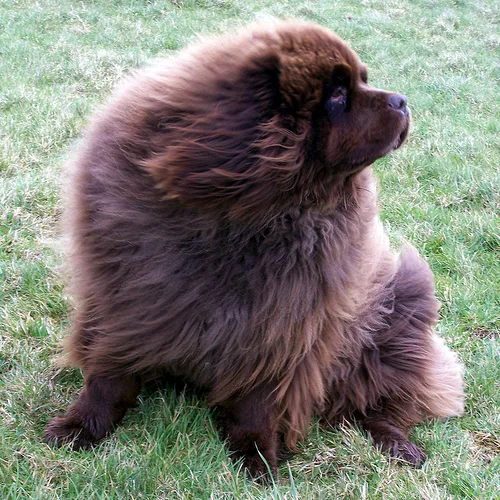 newfoundland #186, a Newfoundland in the PetMatch pool