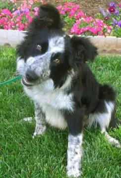 Border Collie #114, a Border Collie in the PetMatch pool