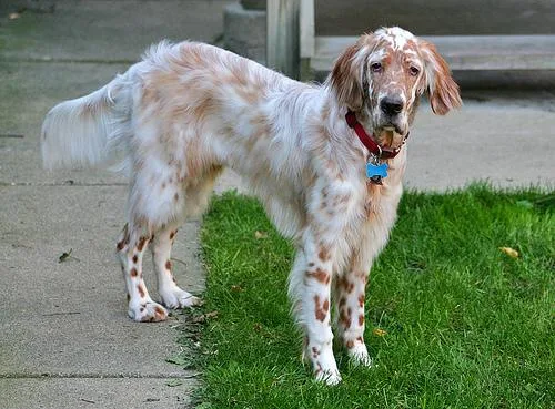 English Setter #104, a English Setter in the PetMatch pool