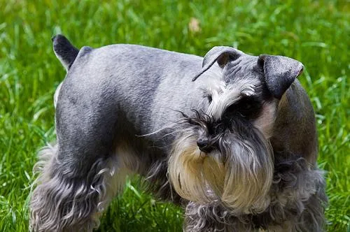 Miniature Schnauzer #37, a Miniature Schnauzer in the PetMatch pool