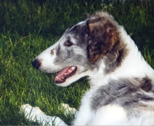 Borzoi #13, a Borzoi in the PetMatch pool