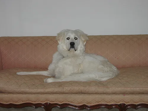 great pyrenees #118, a Great Pyrenees in the PetMatch pool