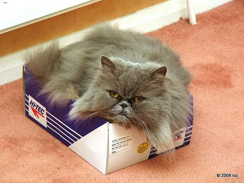 Persian #20, a Persian in the PetMatch pool