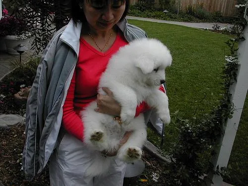 Samoyed #85, a Samoyed in the PetMatch pool