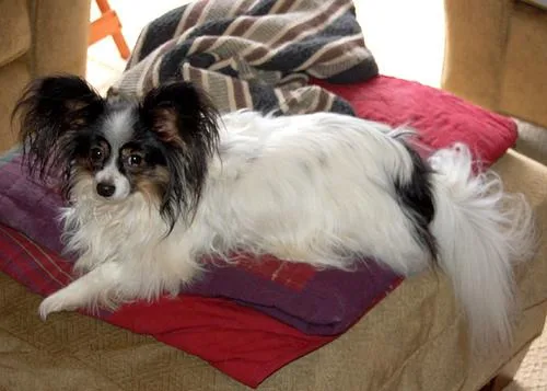 Papillon #1, a Papillon in the PetMatch pool