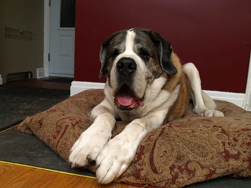 saint bernard #163, a Saint Bernard in the PetMatch pool