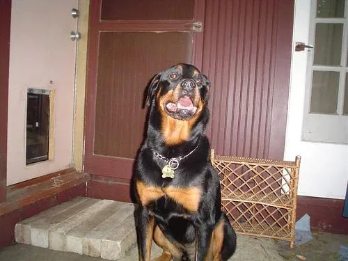 Rottweiler #10, a Rottweiler in the PetMatch pool