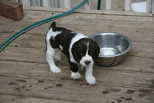 English Springer #79, a English Springer Spaniel in the PetMatch pool