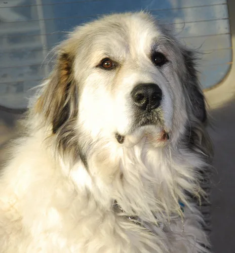great pyrenees #86, a Great Pyrenees in the PetMatch pool