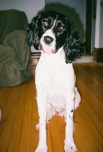 English Springer #39, a English Springer Spaniel in the PetMatch pool