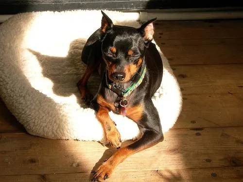 Miniature Pinscher #85, a Miniature Pinscher in the PetMatch pool