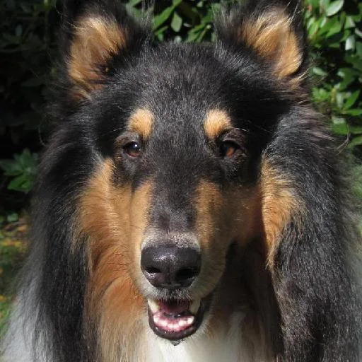Mixed #4222, a Collie in the PetMatch pool