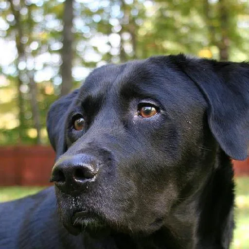 Mixed #2522, a Labrador Retriever in the PetMatch pool