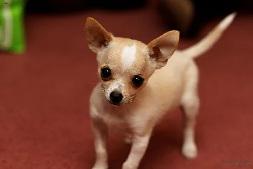 chihuahua #41, a Chihuahua in the PetMatch pool