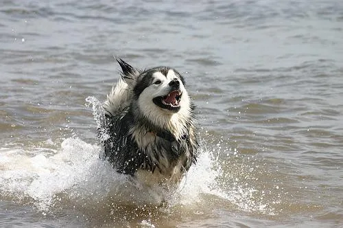 Malamute #22, a Alaskan Malamute in the PetMatch pool