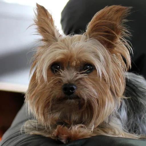 Mixed #4112, a Yorkshire Terrier in the PetMatch pool