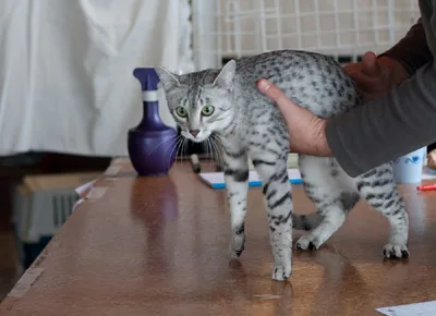 Egyptian Mau #194, a Egyptian Mau in the PetMatch pool