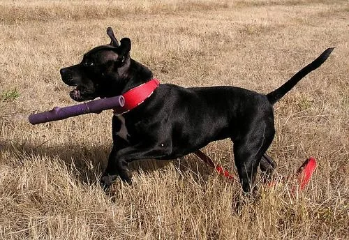 Staffordshire Bullterrier #67, a Staffordshire Bull Terrier in the PetMatch pool