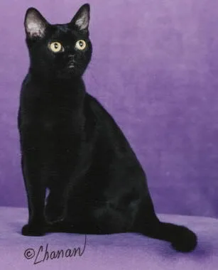Bombay #31, a Egyptian Mau in the PetMatch pool