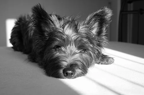scottish terrier #192, a Cairn Terrier in the PetMatch pool