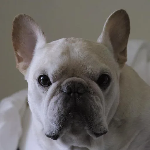 Mixed #3338, a French Bulldog in the PetMatch pool