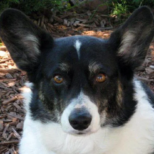 Mixed #1202, a Cardigan Welsh Corgi in the PetMatch pool