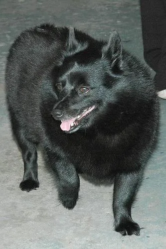 Schipperke #111, a Schipperke in the PetMatch pool