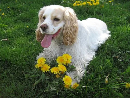 Cocker Spaniel #2, a Cocker Spaniel in the PetMatch pool