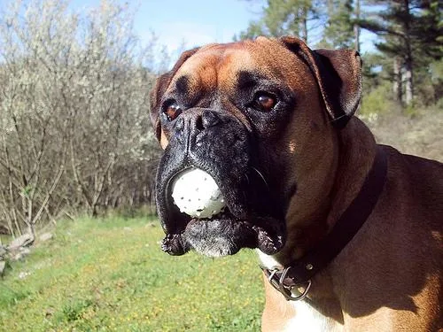 Boxer #103, a Boxer in the PetMatch pool
