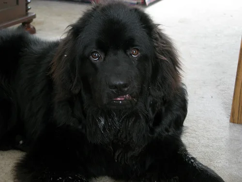 newfoundland #19, a Newfoundland in the PetMatch pool