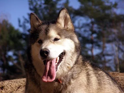 Malamute #53, a Alaskan Malamute in the PetMatch pool
