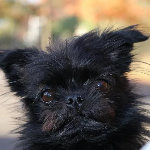 Mixed #4525, a Affenpinscher in the PetMatch pool