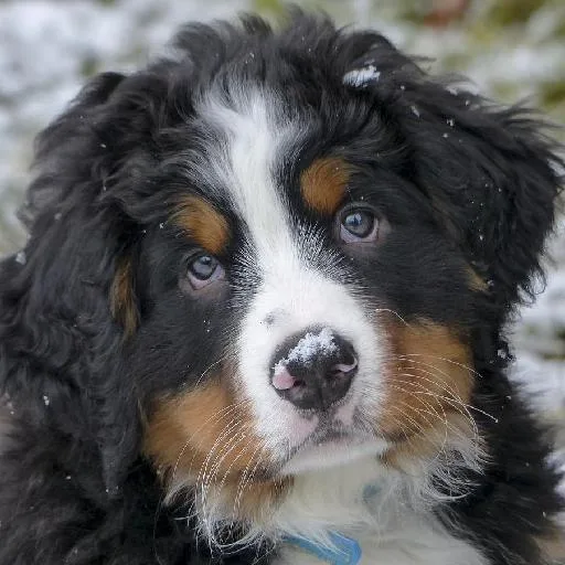 Mixed #2078, a Bernese Mountain Dog in the PetMatch pool