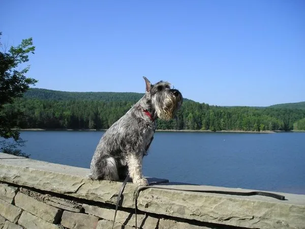 Standard Schnauzer #7, a Standard Schnauzer in the PetMatch pool