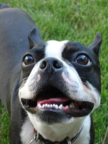 Boston Bull #80, a Boston Terrier in the PetMatch pool