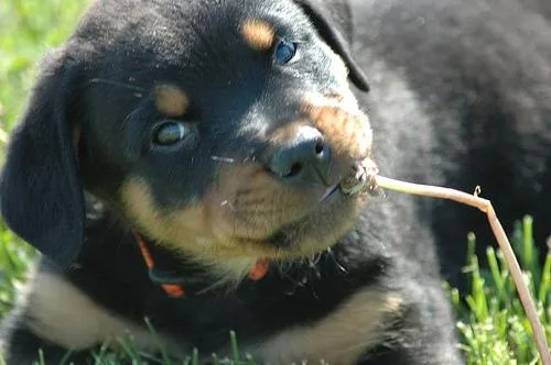 Rottweiler #59, a Rottweiler in the PetMatch pool