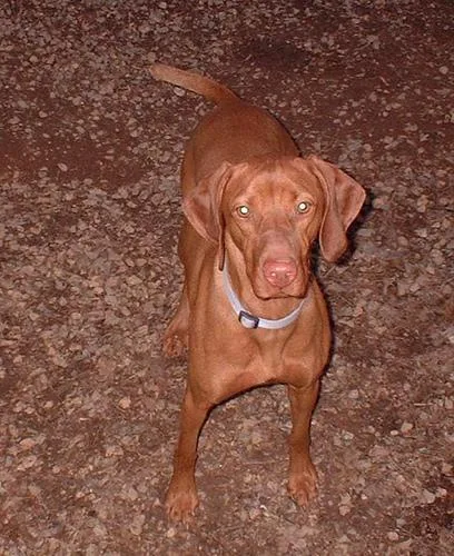 Vizsla #14, a Vizsla in the PetMatch pool