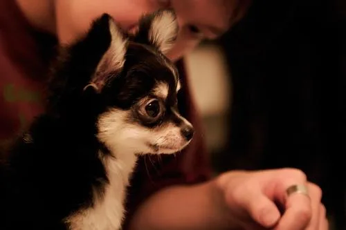 Chihuahua #116, a Chihuahua in the PetMatch pool