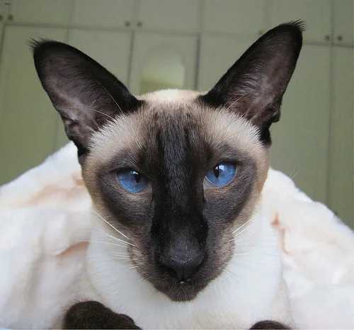 Siamese #23, a Siamese in the PetMatch pool