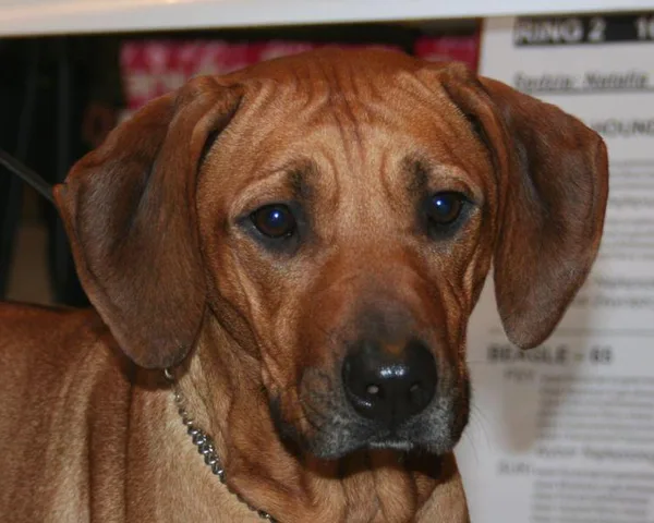 Rhodesian Ridgeback #93, a Rhodesian Ridgeback in the PetMatch pool