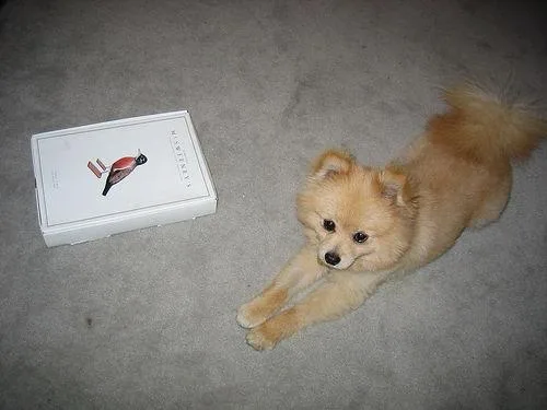 Pomeranian #73, a Pomeranian in the PetMatch pool