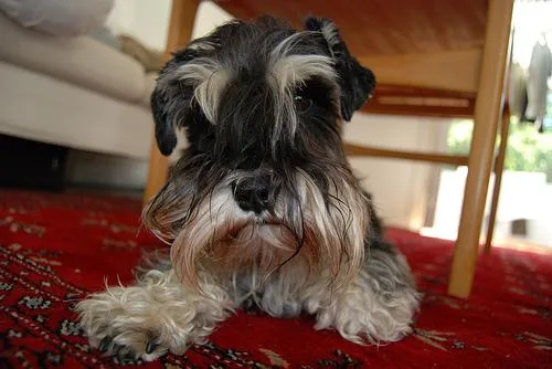 Miniature Schnauzer #96, a Miniature Schnauzer in the PetMatch pool