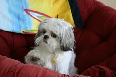 Shih Tzu #85, a Shih Tzu in the PetMatch pool