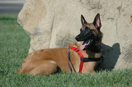 Malinois #7, a Belgian Malinois in the PetMatch pool