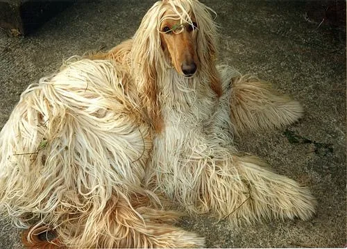 Afghan Hound #96, a Afghan Hound in the PetMatch pool