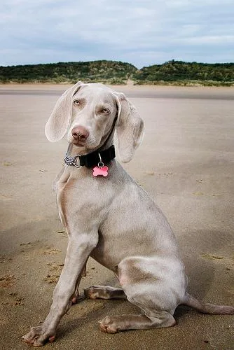 Weimaraner #11, a Weimaraner in the PetMatch pool