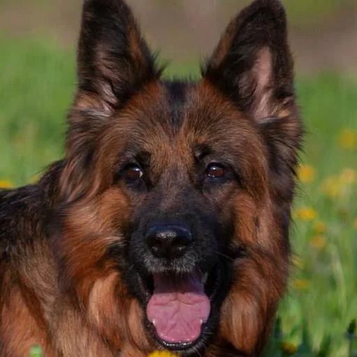 Mixed #2704, a German Shepherd in the PetMatch pool
