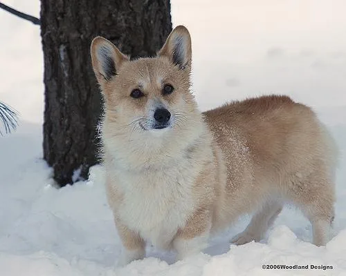 Pembroke #79, a Pembroke Welsh Corgi in the PetMatch pool