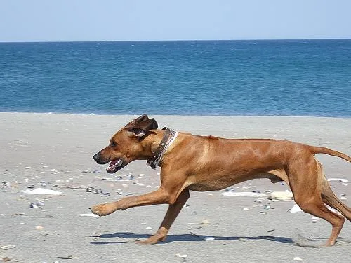 Rhodesian Ridgeback #89, a Rhodesian Ridgeback in the PetMatch pool