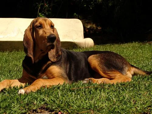 Bloodhound #8, a Bloodhound in the PetMatch pool